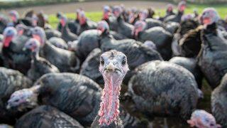 Kalça kemiği ve parmakları kırıldı! Saldırganlar hindi sürüsü çıktı... Ölüm cezasına çarptırıldılar