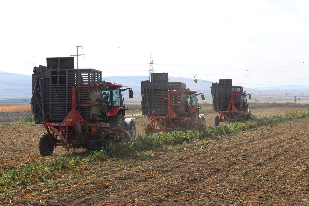 Az maliyetle &uuml;retim i&ccedil;in deneme ekimi yapılan şeker pancarının hasadı yapıldı