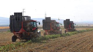 Az maliyetle üretim için deneme ekimi yapılan şeker pancarının hasadı yapıldı