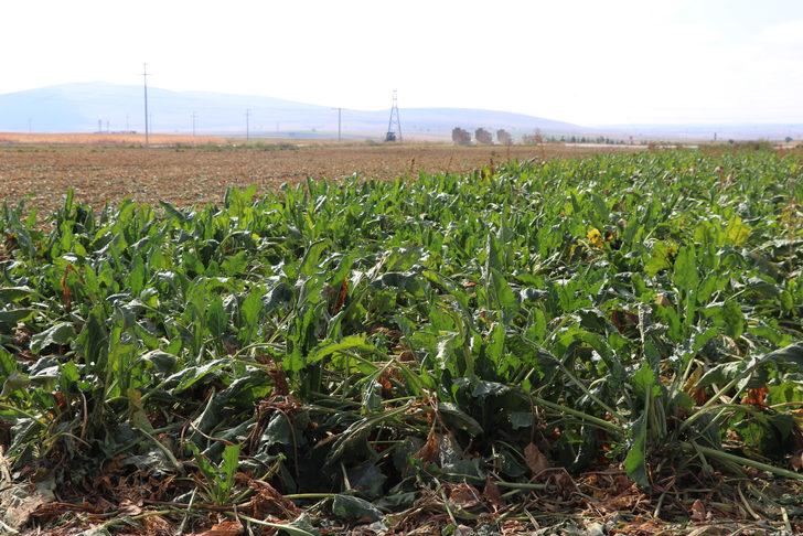 Az maliyetle üretim için deneme ekimi yapılan şeker pancarının hasadı yapıldı G2
