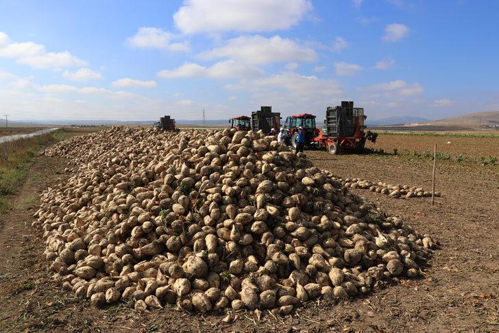 Az maliyetle üretim için deneme ekimi yapılan şeker pancarının hasadı yapıldı G4