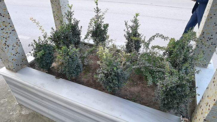 Bir il bu 'gizemli mezarı' konuşuyor: Halk ikiye bölündü! Sosyal medyada olay yaratan videoyu milyonlar izledi G5