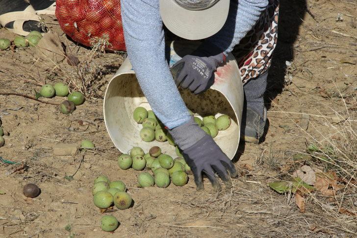 Tekirdağ'da bozuk orman arazisinde yetiştirilen cevizlerin hasadı başladı G1