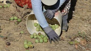 Tekirdağ'da bozuk orman arazisinde yetiştirilen cevizlerin hasadı başladı