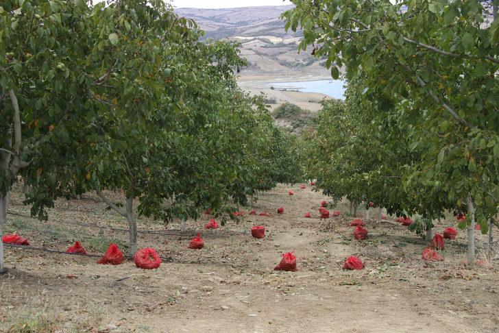 Tekirdağ'da bozuk orman arazisinde yetiştirilen cevizlerin hasadı başladı G2