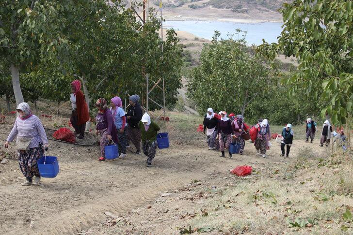 Tekirdağ'da bozuk orman arazisinde yetiştirilen cevizlerin hasadı başladı G3
