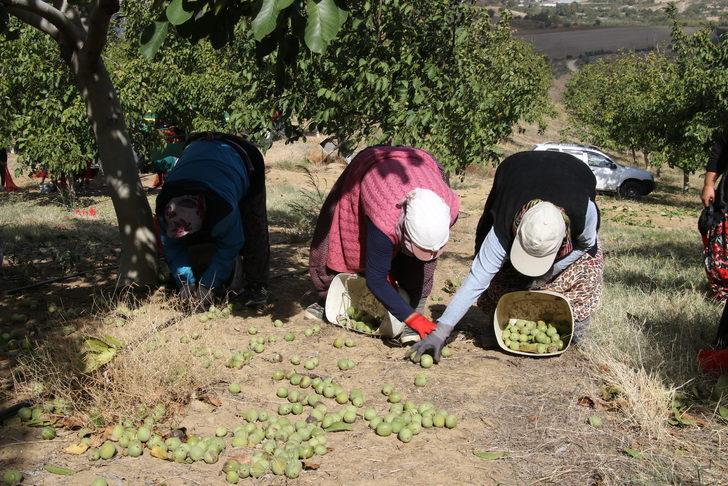 Tekirdağ'da bozuk orman arazisinde yetiştirilen cevizlerin hasadı başladı G4