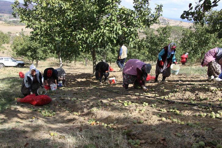 Tekirdağ'da bozuk orman arazisinde yetiştirilen cevizlerin hasadı başladı G5