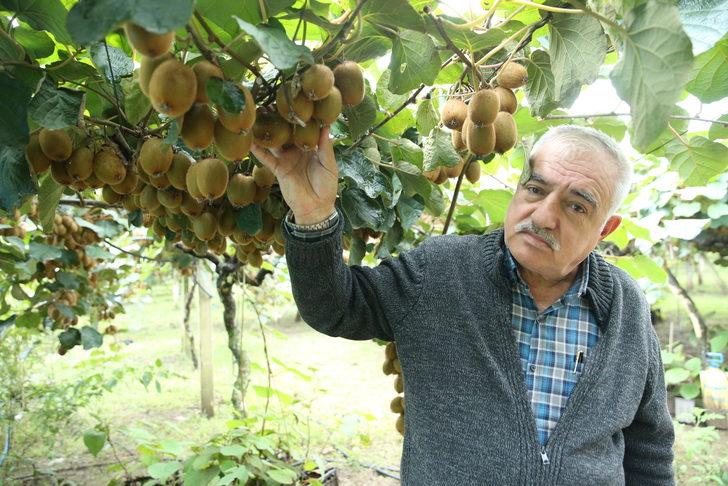 Ordu'da 10 bin ton kivi rekoltesi bekleniyor G2