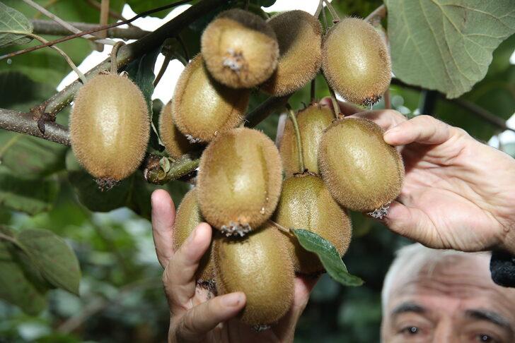 Ordu'da 10 bin ton kivi rekoltesi bekleniyor G3