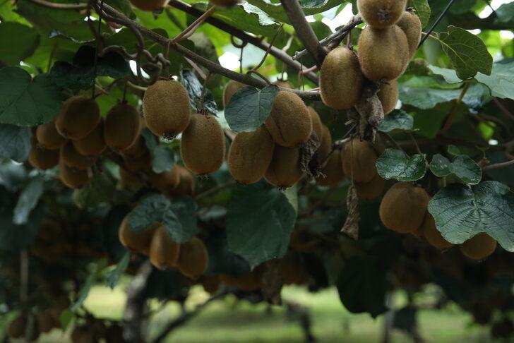 Ordu'da 10 bin ton kivi rekoltesi bekleniyor G4