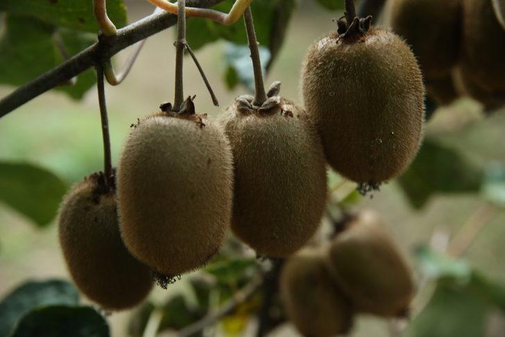 Ordu'da 10 bin ton kivi rekoltesi bekleniyor G5