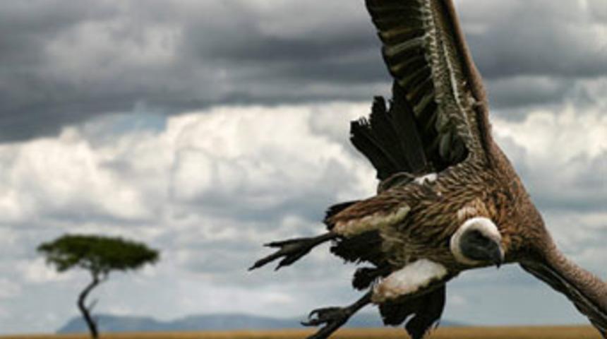 Akbabalara yem oldu!