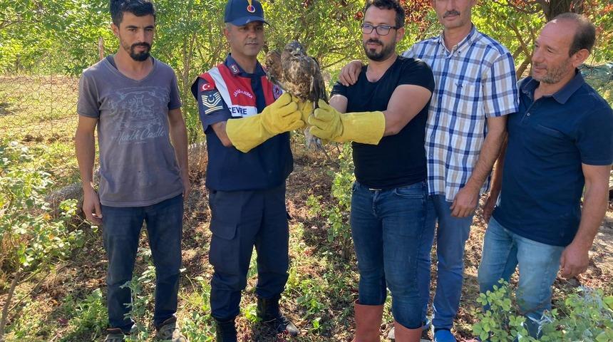 Malatya'da bulunan yaralı şahin tedavi altına alındı