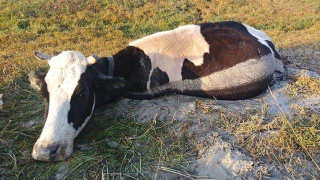 Kırklareli'nde çamura saplanan ineği AFAD ekipleri kurtardı