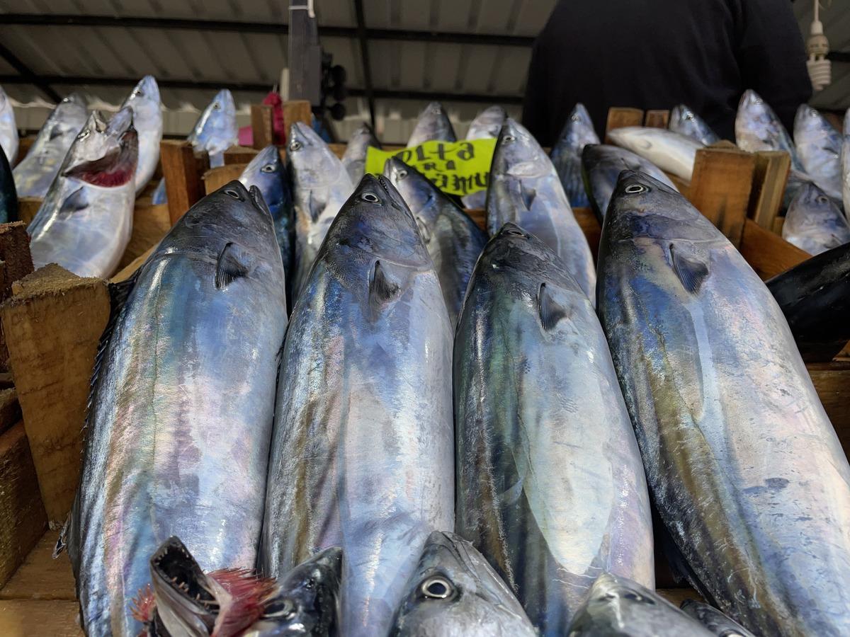 Zonguldak'ta olumsuz hava şartları palamudun fiyatını y&uuml;kseltti