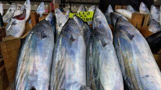 Zonguldak'ta olumsuz hava şartları palamudun fiyatını yükseltti