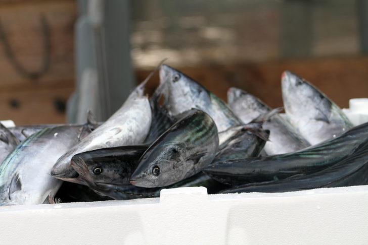 Batı Karadeniz'de palamut bolluğu devam ediyor G4