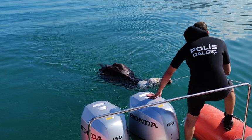 Mezbahaya götürülürken kaçıp Van Gölü'ne giren manda kurtarıldı
