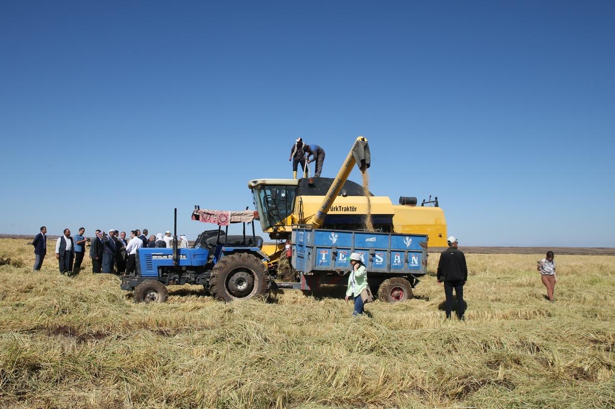 Diyarbakır'da hasadı s&uuml;ren tescilli Karacadağ pirinci verimiyle &uuml;reticiyi mutlu etti