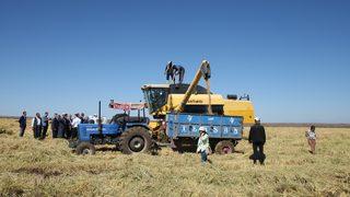 Diyarbakır'da hasadı süren tescilli Karacadağ pirinci verimiyle üreticiyi mutlu etti