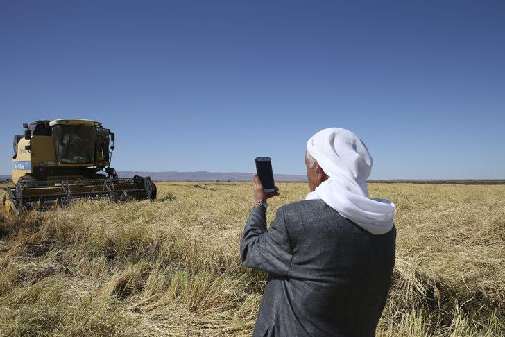 Diyarbakır'da hasadı süren tescilli Karacadağ pirinci verimiyle üreticiyi mutlu etti G2