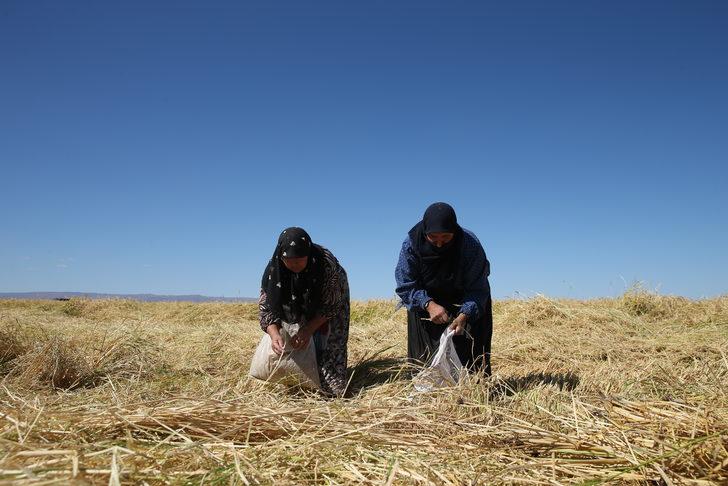 Diyarbakır'da hasadı süren tescilli Karacadağ pirinci verimiyle üreticiyi mutlu etti G3
