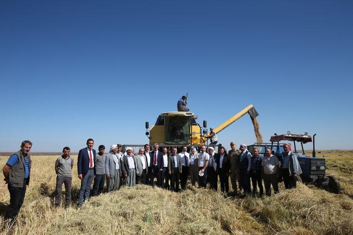 Diyarbakır'da hasadı süren tescilli Karacadağ pirinci verimiyle üreticiyi mutlu etti G4