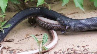 Yediği yılanı midesinden geri çıkardı