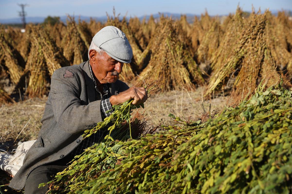 Edirne'de ge&ccedil; ekim susam hasadına başlandı