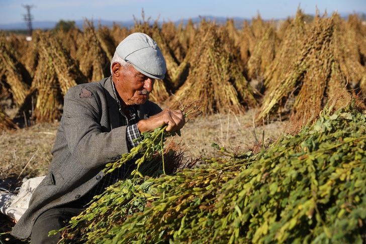 Edirne'de geç ekim susam hasadına başlandı G1