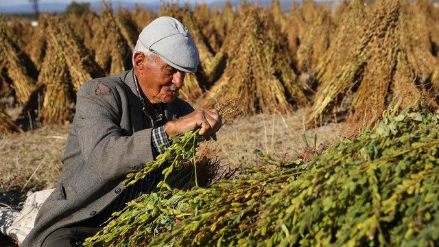 Edirne'de geç ekim susam hasadına başlandı