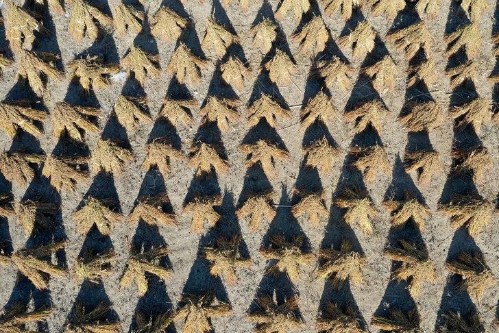 Edirne'de geç ekim susam hasadına başlandı G2