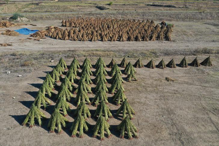 Edirne'de geç ekim susam hasadına başlandı G3