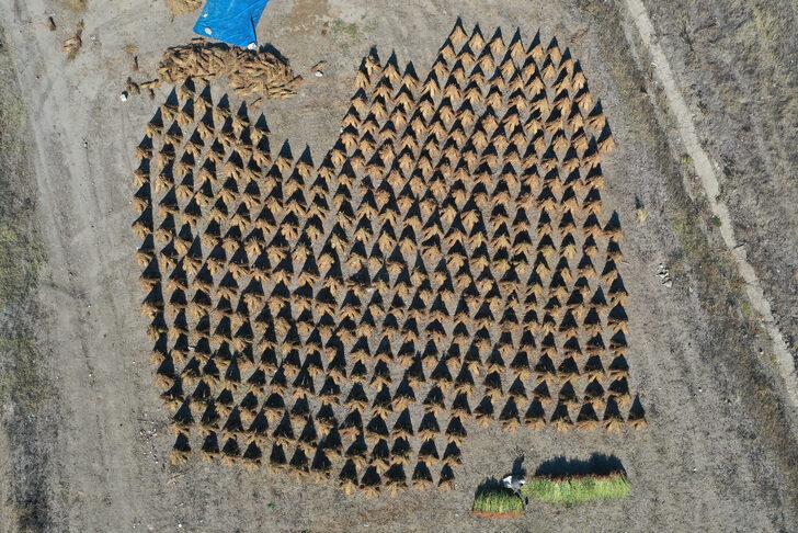 Edirne'de geç ekim susam hasadına başlandı G4