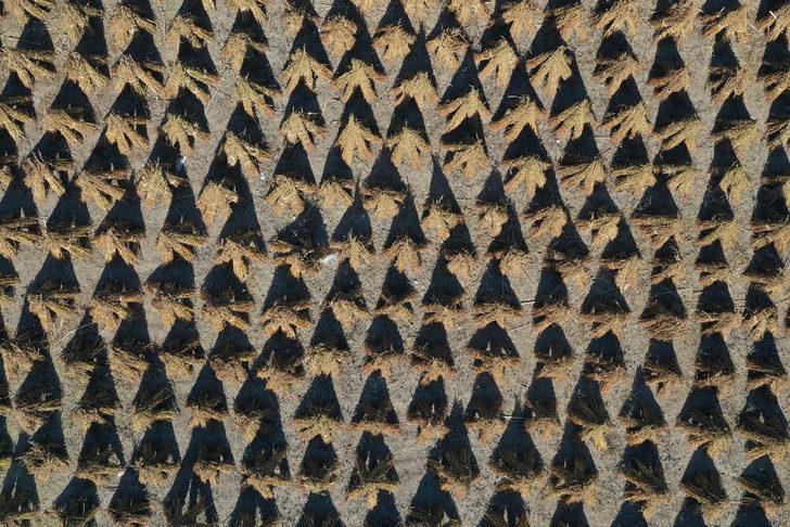 Edirne'de geç ekim susam hasadına başlandı G5