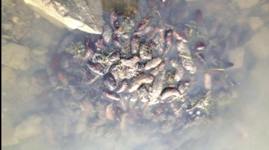 Ayvalık&rsquo;ta 250 kilo deniz patlıcanı ele ge&ccedil;irildi