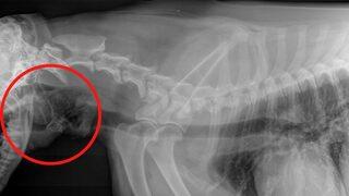 Hasta köpeğin röntgeninden çıkan sonuç herkesi şaşkına çevirdi! “Ölüyor zannettim”