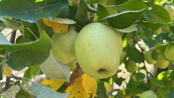 Isparta'dan yıl sonuna kadar 200 bin ton elma ihraç edilecek G1