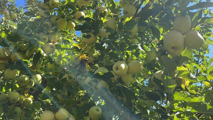 Isparta'dan yıl sonuna kadar 200 bin ton elma ihraç edilecek G2