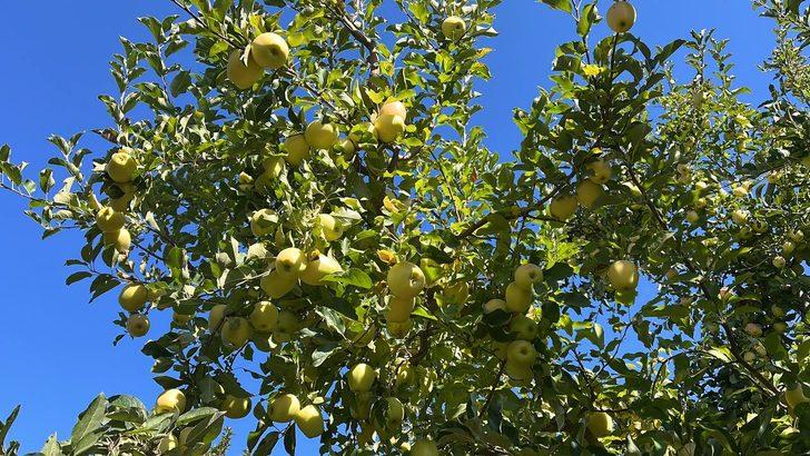 Isparta'dan yıl sonuna kadar 200 bin ton elma ihraç edilecek G3