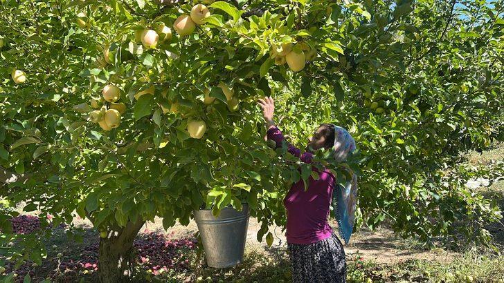 Isparta'dan yıl sonuna kadar 200 bin ton elma ihraç edilecek G5