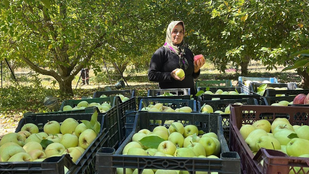 Isparta'dan yıl sonuna kadar 200 bin ton elma ihra&ccedil; edilecek