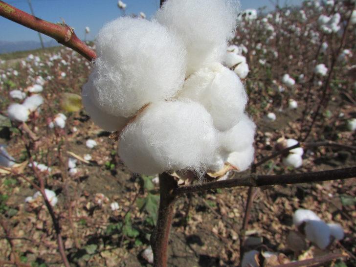 Gaziantep'te pamuk hasadı başladı G1