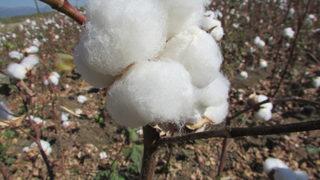 Gaziantep'te pamuk hasadı başladı