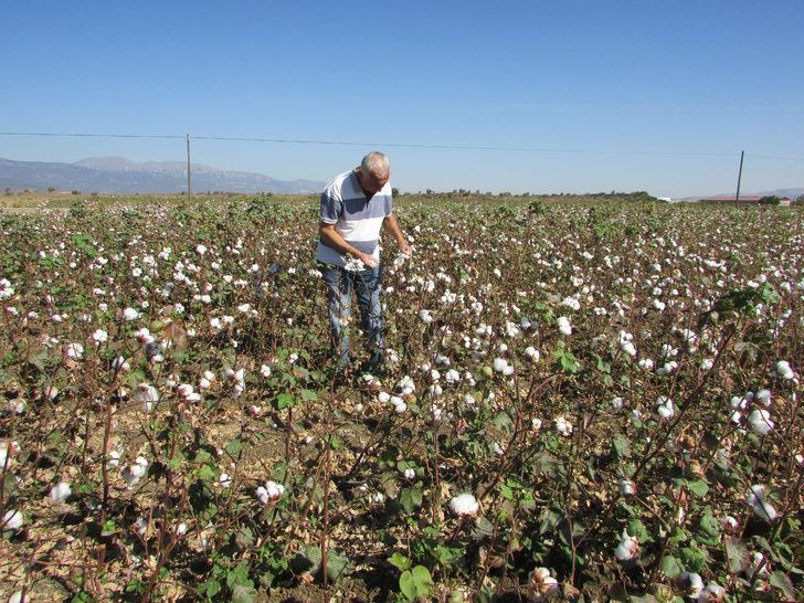 Gaziantep'te pamuk hasadı başladı G2