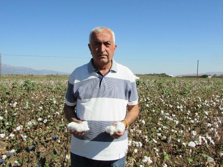 Gaziantep'te pamuk hasadı başladı G3