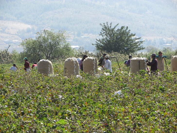 Gaziantep'te pamuk hasadı başladı G4