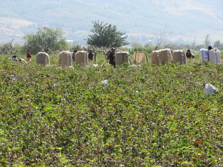 Gaziantep'te pamuk hasadı başladı G5