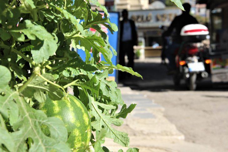 Yer: Elazığ! Betonların arasından çıktı, kimse anlam veremiyor... Kökünü incelemeye başladılar G1